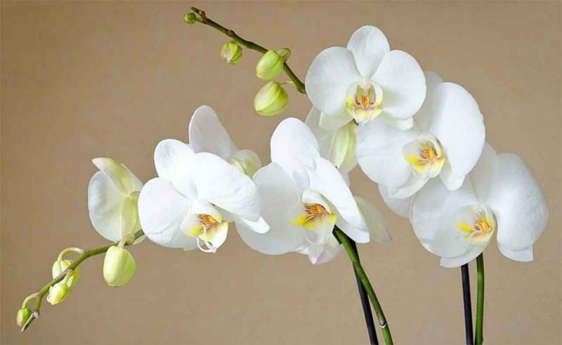 как да се грижим за орхидеите