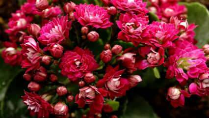 Как да се грижим за цвете каланхо? Как се размножава цветето калано?