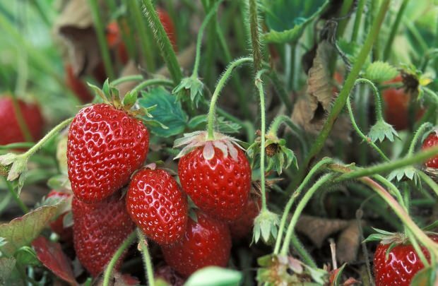 Яденето на ягоди отслабва ли?