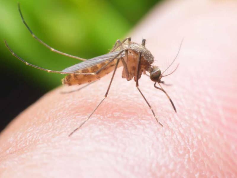 Как да си направим естествен отблъскващ комар у дома? Натурални рецепти за отблъскване на мухи