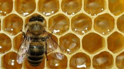 Къде се използва пчелна отрова? Какви са ползите от пчелната отрова? За кои заболявания е подходяща пчелната отрова?