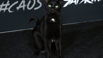 Черна котка на премиерата в Холивуд ...