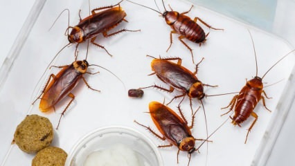 Как се пръскат хлебарки в къщата? Как да унищожим хлебарки
