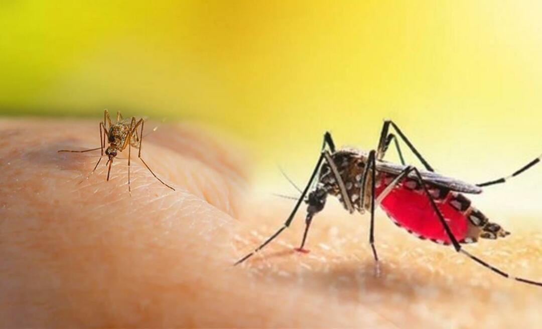Какви са симптомите на ухапване от комар Aedes? Начини за избягване на ухапване от комар Aedes?
