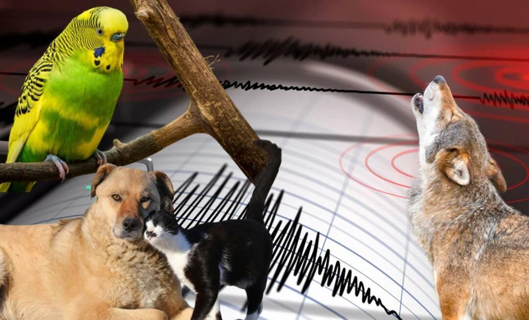 Усещат ли животните земетресения предварително? Земетресение и необичайно поведение на животните...