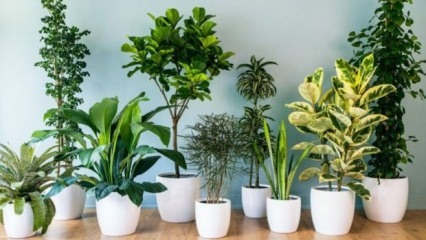 8 растения, които се поддържат лесно