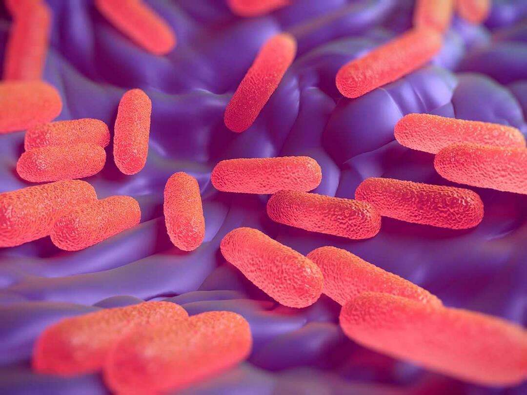 Какво представлява бактерията Salmonella? Какви са симптомите на Salmonella?