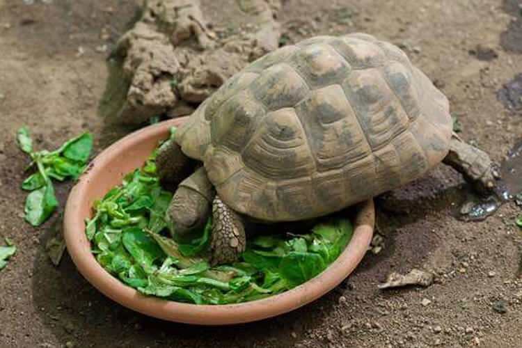 С какво се храни костенурката и как се храни? Кои са храните, които костенурката обича?