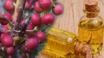 Какви са ползите от плодовете Çitlembik (Menengiç)? Какво прави маслото на цитлемоб?