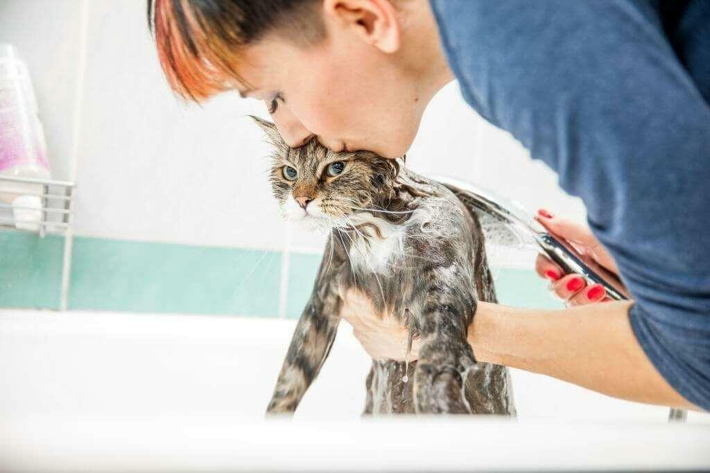 Методи за измиване на котки