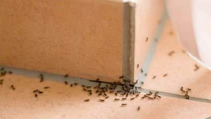 Ефективен метод за премахване на мравки у дома! Как мравките могат да бъдат унищожени без убиване? 