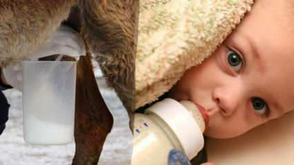 Кое мляко е най-близо до кърмата? Какво се дава на бебето при недостиг на кърма?