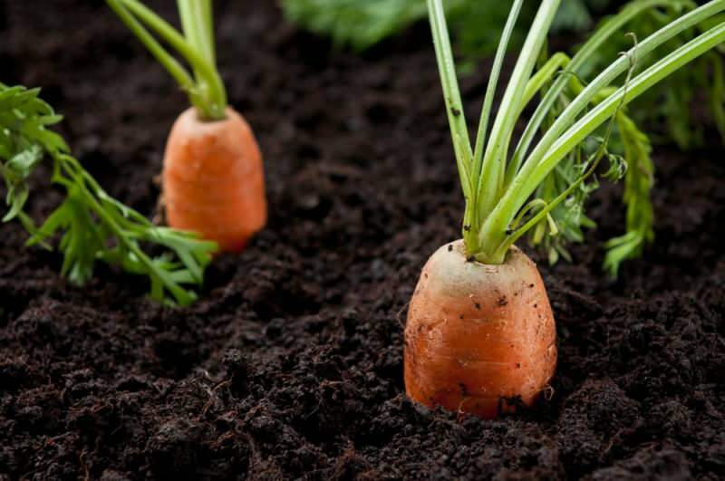 Как да отглеждате моркови в саксии у дома? Методи за отглеждане на моркови в саксии