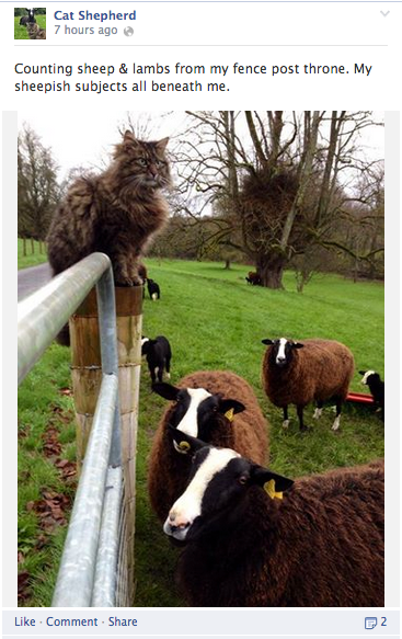 котка овчар хумор актуализация