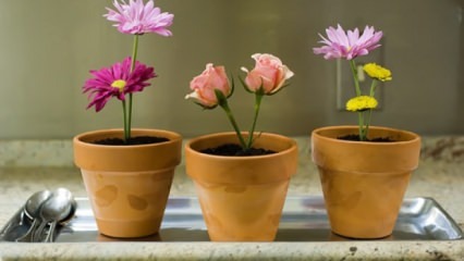 Цветя, за които да се грижите у дома през пролетния сезон