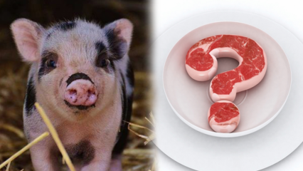 Забранено ли е свинското месо, защо свинското е забранено? Внимание към марките свинско!