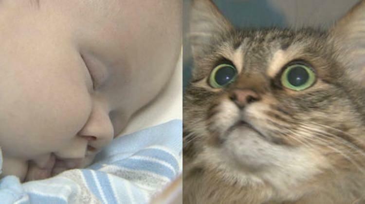 Бездомната котка спаси живота на бебето!