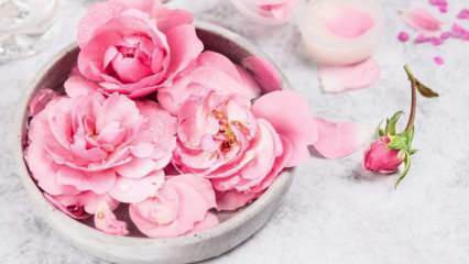 Как да си направим розова вода у дома? Лесният метод за приготвяне на розова вода ...
