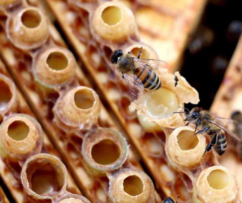 Пчелното млечице е най-ефективният източник на витамини и минерали в природата.