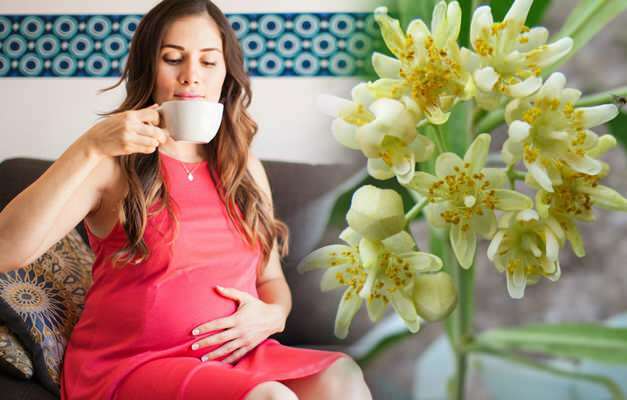 Билков чай ​​ли се пие по време на бременност? Рискови билкови чайове по време на бременност