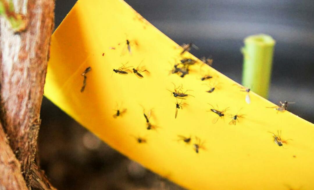 Окончателното решение за насекомите у дома! Как да предотвратим летенето на малки мухи у дома?
