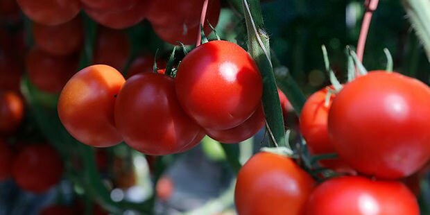 Ползата ли доматът за кожата?