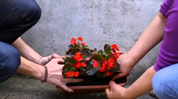 Как да засадите цвете в саксия? Как да подрязвате цвете?