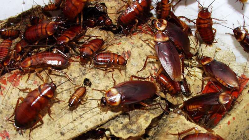Как да се лекуваме хлебарки у дома | Как да унищожим хлебарки?