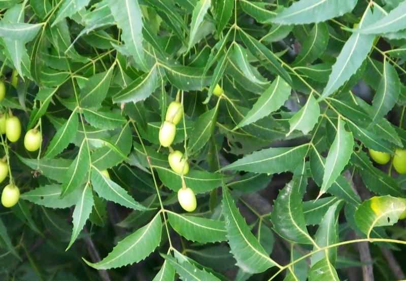 neem tree премахва токсините от тялото