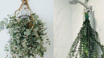 Как да окачите евкалипт под душа? Начини за използване на евкалипт в декорацията на банята!