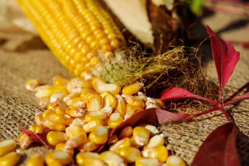 Как се съхранява царевицата? Как да приготвим зимна царевица