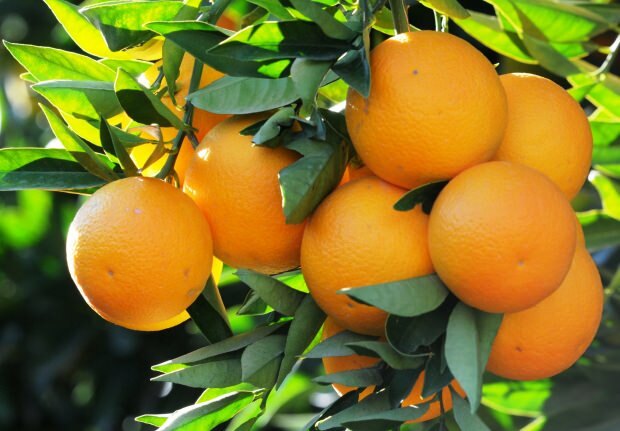 Предимствата на портокала