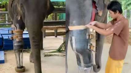 Протезни крака за слонове разтърсиха младите социални медии! 