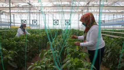 Домашно и национално производство на семена от TIGEM с женска мощ