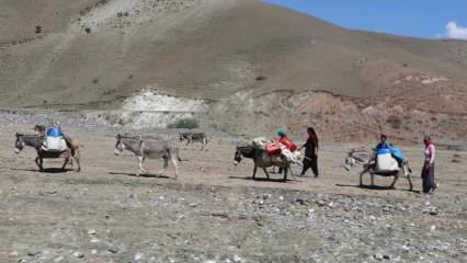 Предизвикателен „млечен“ път на номадски жени на магарета!