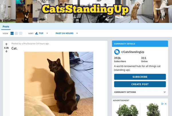 Как да продавате бизнеса си на Reddit, примерна публикация от subreddit r / CatsStandingUp