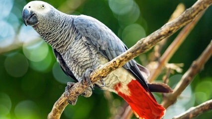 Как да се грижим за папагала Jako? Как се храни? Как се тренира?