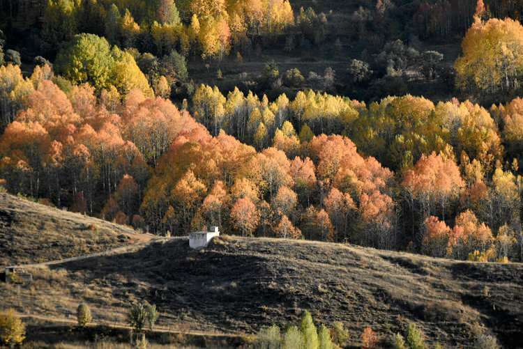 Есенните цветове предлагат визуален празник в Гюмюшане и Байбурт