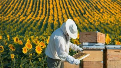 Безработните младежи работят като пчели в Орду