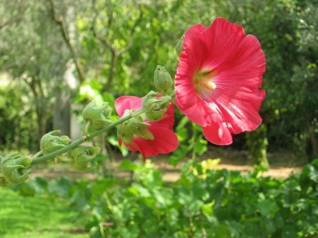 Какви са предимствата на цветето ружа (Hibiskus)? За кои заболявания са полезни ружа цветя (Hibiskus)?