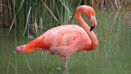 Адана стана дом на "Pink Flamingos"!