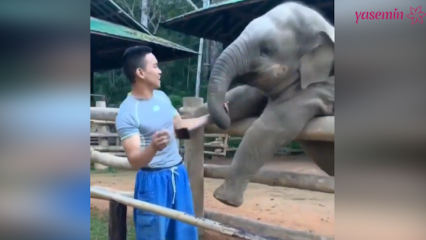 Тези моменти между слона и неговия пазител!