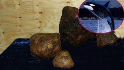 Стойността беше изумителна! Какво представлява повръщането на китове, за какво е полезен кехлибарът и защо е скъп?