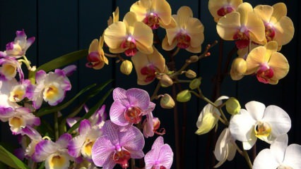Как да се грижим за орхидеите? Как да поливате орхидея у дома? Метод за възраждане на орхидеите