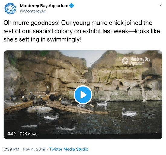 чуруликане от аквариума Monterey Bay като пример за гласа на марката в социалните мрежи