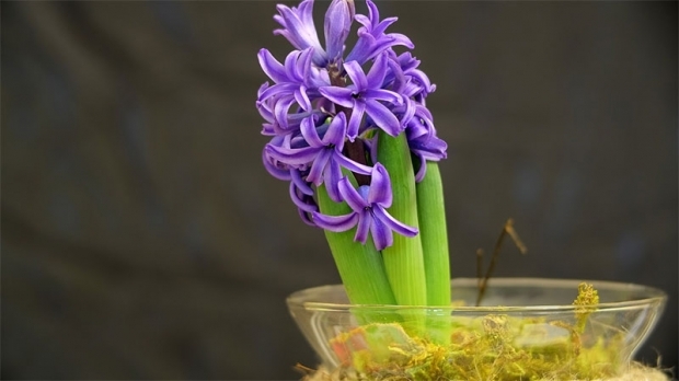 Как да отгледаме цвете зюмбюл Как да възпроизвеждате цветя на зюмбюл?