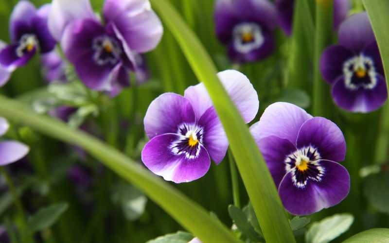 Как да се грижим за виолетово цвете? Как да се възпроизведе виолетово цвете?