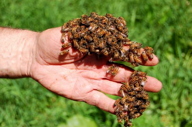 Къде се използва пчелна отрова? Предимства на пчелната отрова! Болести, при които пчелната отрова е добра ...