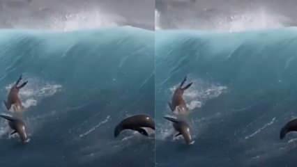 Морски лъвове, играещи с гигантски вълни!