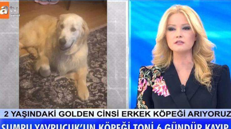 Водещият Müge Anlı обяви: Кучето на актрисата Сумру Яврук беше намерено ...